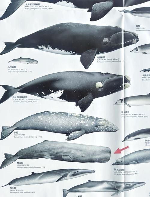 海豚與鯨魚外形區別圖片，高清對比圖鑒海豚與鯨魚，從流線型體型到背 海豚與鯨魚外形區別圖片，高清對比圖鑒海豚與鯨魚，從流線型體型到背 龍魚論壇 第11張