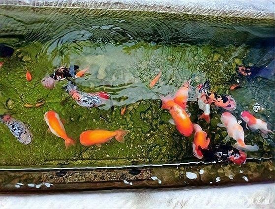 古法養魚10大忌，揭秘古法養魚不可觸碰的十大