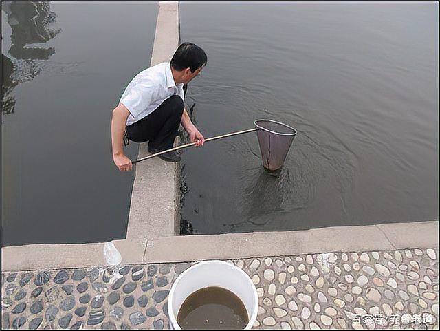 古法養魚10大忌，揭秘古法養魚不可觸碰的十大