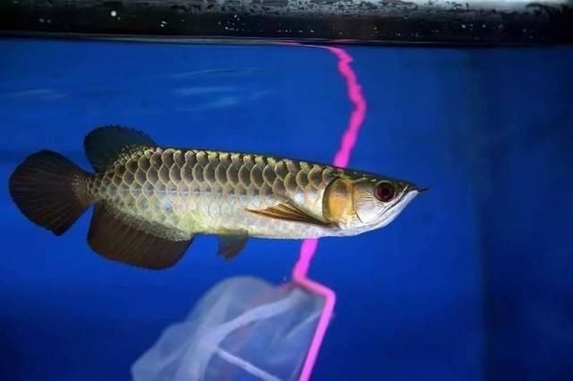 紅龍魚平頭和金冠哪個好養，紅龍魚平頭VS金冠，哪種更適合新手飼養 紅龍魚平頭和金冠哪個好養，紅龍魚平頭VS金冠，哪種更適合新手飼養 龍魚百科 第1張