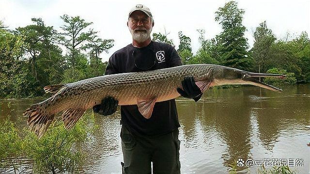 怪魚是什么魚，揭秘，被稱為怪魚的神秘生物究竟屬于什么魚類