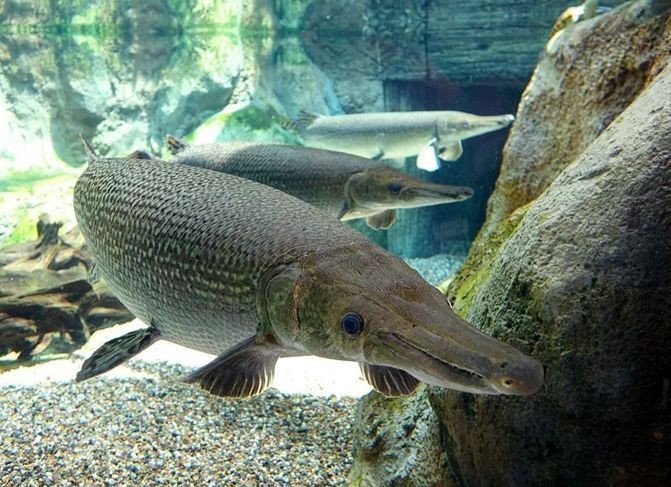 怪魚是什么魚，揭秘，被稱為怪魚的神秘生物究竟屬于什么魚類