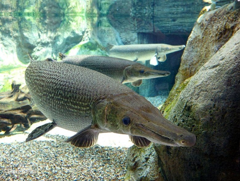怪魚是什么魚，揭秘，被稱為怪魚的神秘生物究竟屬于什么魚類