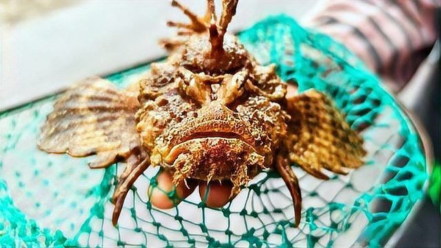 怪魚是什么魚，揭秘，被稱為怪魚的神秘生物究竟屬于什么魚類