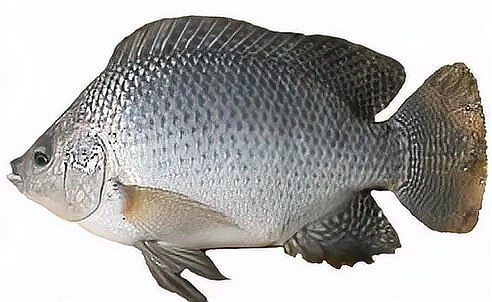 怪魚是什么魚，揭秘，被稱為怪魚的神秘生物究竟屬于什么魚類