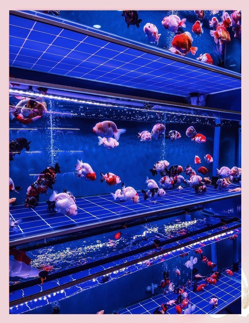 廣州最大觀賞魚市場，探秘廣州最大觀賞魚市場，繽紛水族盛宴一網打