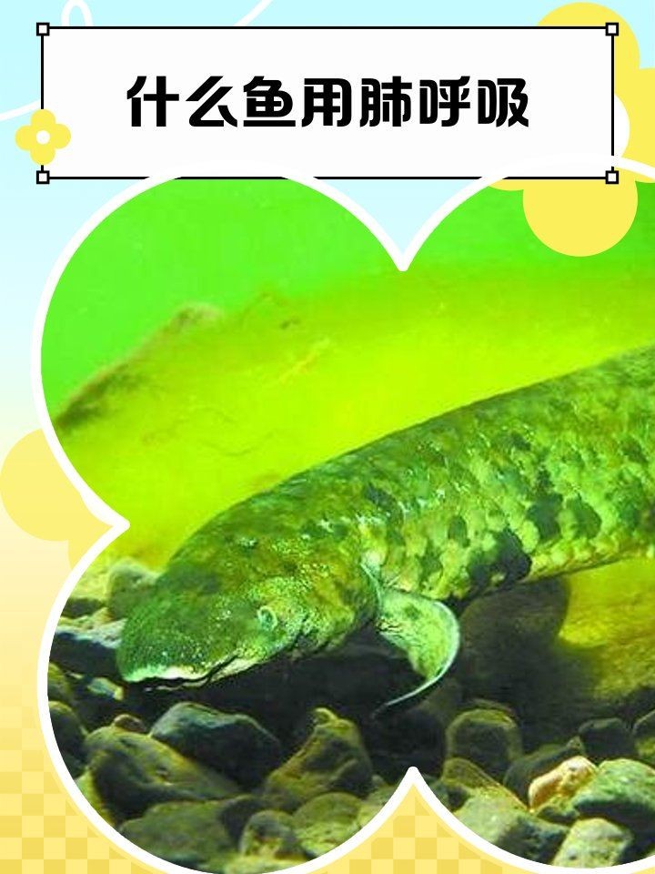 海洋中用肺呼吸的魚類，探秘海洋奇觀，那些擁有肺部呼吸功能的特異