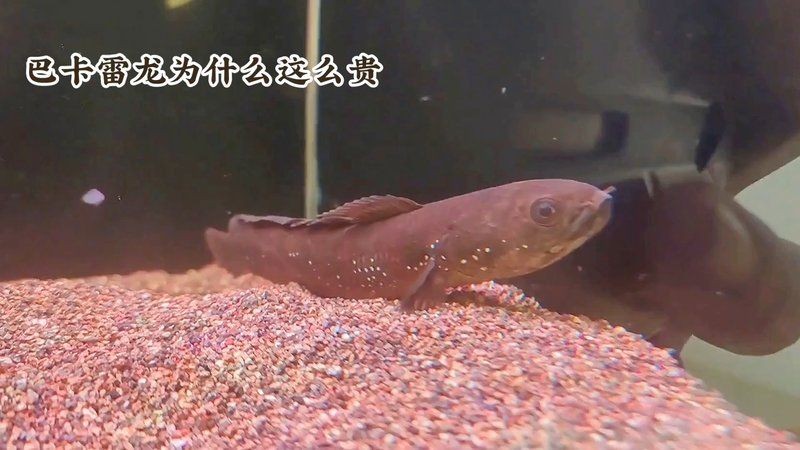 國(guó)產(chǎn)巴卡雷龍魚價(jià)格表，國(guó)產(chǎn)巴卡雷龍魚