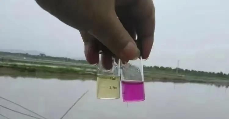 四大家魚爛身的原因，解析四大家魚體
