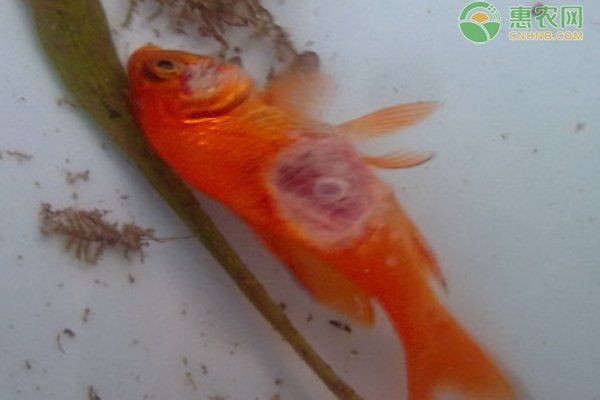 四大家魚爛身的原因，解析四大家魚體