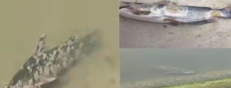四大家魚爛身的原因，解析四大家魚體