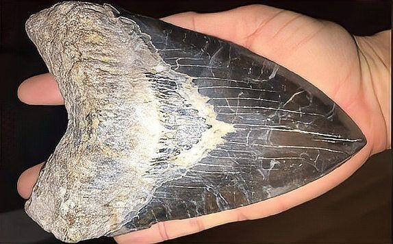 巨齒鯊是幾塊錢一只，驚爆價！巨齒鯊竟只需幾塊錢一只