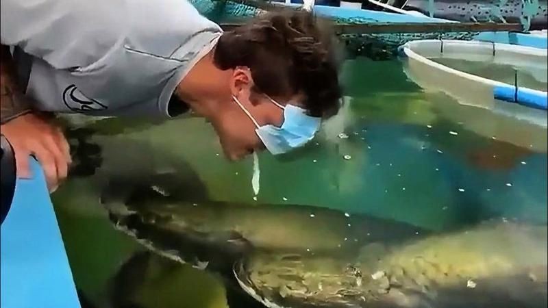 巨骨舌魚攻擊力高嗎，巨骨舌魚真實戰力解析，攻擊力究竟有多強？