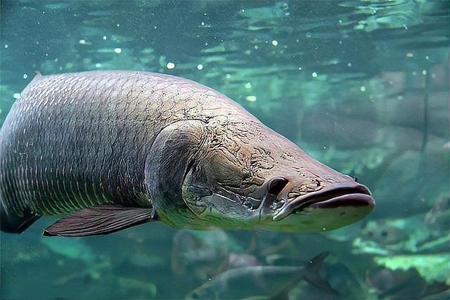 巨骨舌魚攻擊力高嗎，巨骨舌魚真實戰力解析，攻擊力究竟有多強？
