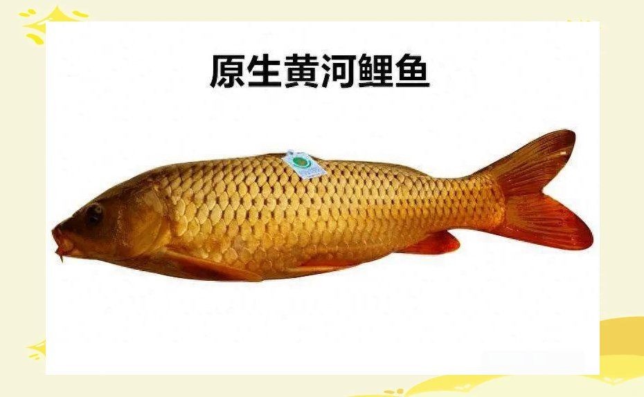 河南十大名魚，盤點河南十大名魚，解鎖中原水域美味密碼！
