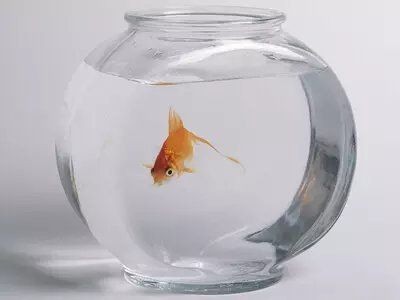 家里養財神魚的風水禁忌，家中養財神魚必須知曉的風水禁忌與