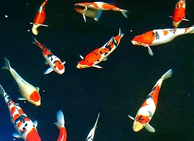 家里養財神魚的風水禁忌，家中養財神魚必須知曉的風水禁忌與