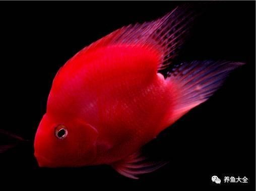 家里養財神魚的風水禁忌，家中養財神魚必須知曉的風水禁忌與