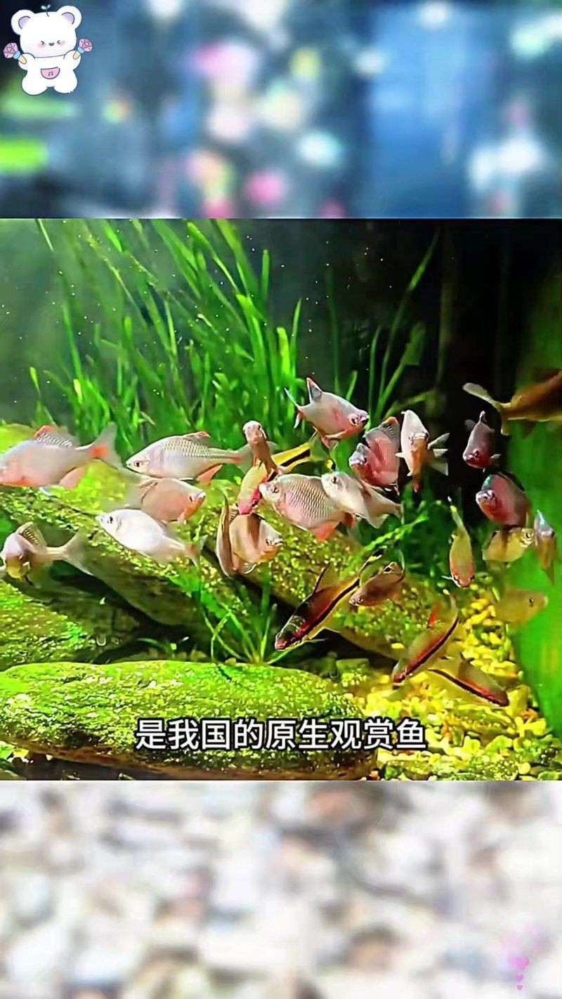 活得最久的小型觀賞魚，揭秘，壽命超長的TOP1小型