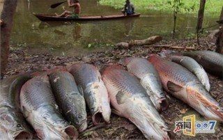 20元一條巨骨舌魚，驚爆低價！20元暢享巨型巨骨舌魚盛宴！