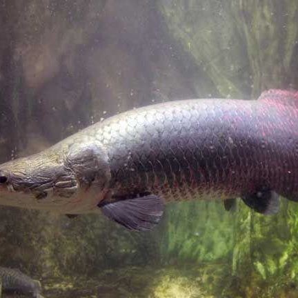 20元一條巨骨舌魚，驚爆低價！20元暢享巨型巨骨舌魚盛宴！