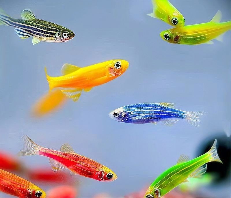 和尚魚充血最怕三個藥，養魚警示，和尚魚充血期嚴禁使用的三種危險