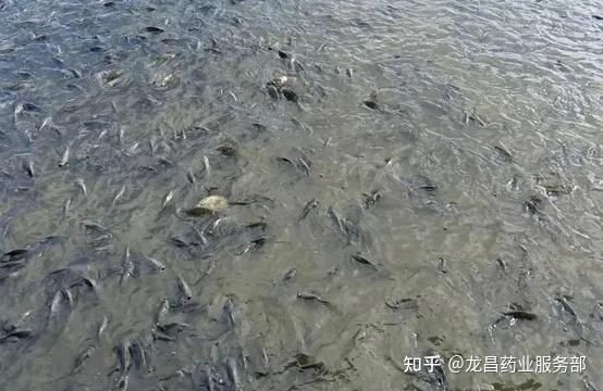 和尚魚充血最怕三個藥，養魚警示，和尚魚充血期嚴禁使用的三種危險