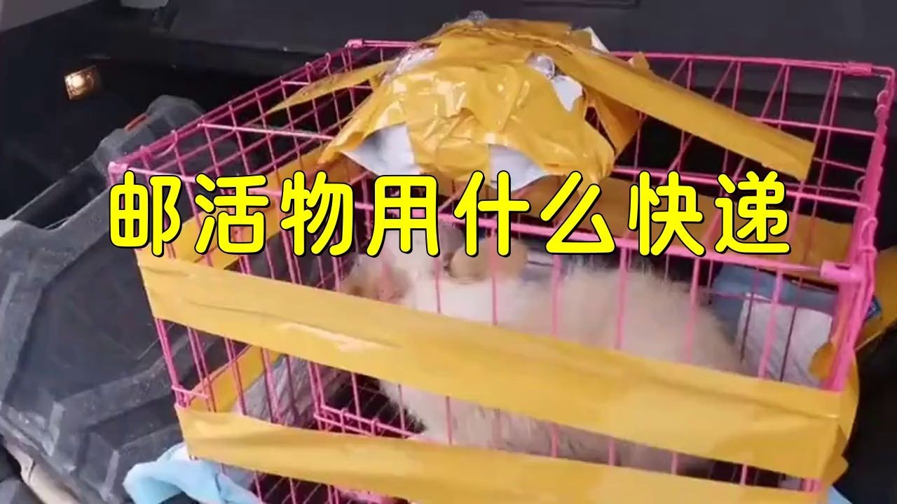 寄活物用哪個快遞公司，寄活物選哪家快遞公司