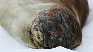 海象視頻，憨態(tài)可掬！野生海象群嬉戲覓食高清