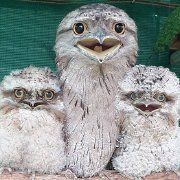 海象視頻，憨態(tài)可掬！野生海象群嬉戲覓食高清