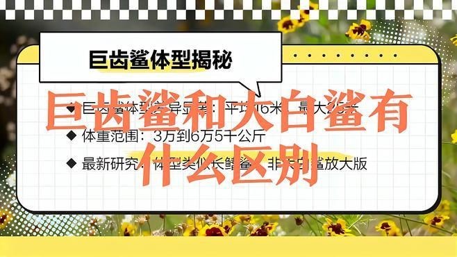 巨齒鯊和大白鯊的區別，巨齒鯊VS大白鯊，體型、習性與生存 巨齒鯊和大白鯊的區別，巨齒鯊VS大白鯊，體型、習性與生存 龍魚百科 第3張