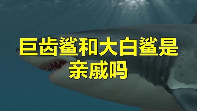 巨齒鯊和大白鯊的區別，巨齒鯊VS大白鯊，體型、習性與生存 巨齒鯊和大白鯊的區別，巨齒鯊VS大白鯊，體型、習性與生存 龍魚百科 第5張
