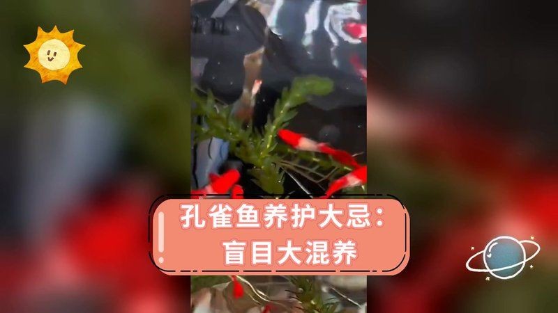 孔雀魚放客廳大忌，客廳養孔雀魚的十大禁忌！這些細節千萬別忽視