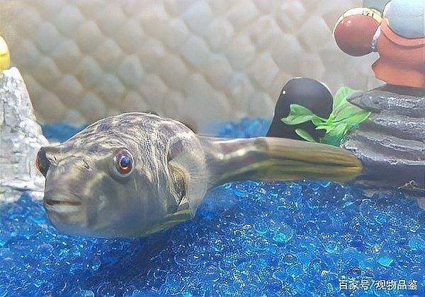 河豚和斑馬狗頭的區別，河豚VS斑馬狗頭魚，外觀特性與生存習性全維度對比指南
