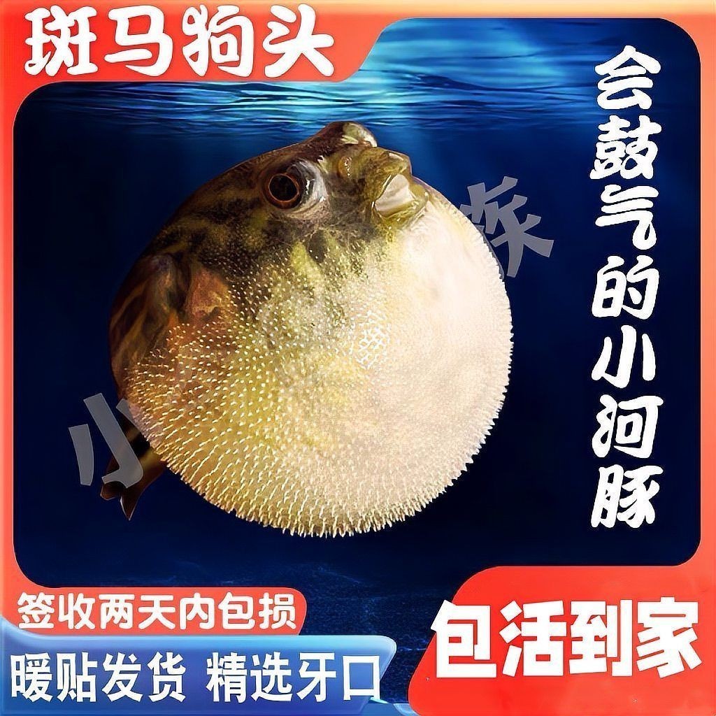 河豚和斑馬狗頭的區別，河豚VS斑馬狗頭魚，外觀特性與生存習性全維度對比指南