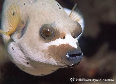 河豚和斑馬狗頭的區別，河豚VS斑馬狗頭魚，外觀特性與生存習性全維度對比指南