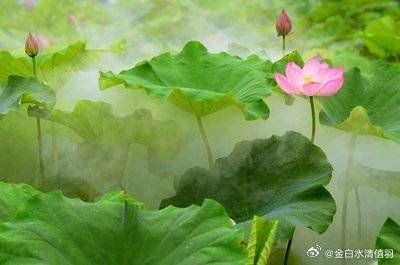 舊魚缸送人有什么忌諱，舊魚缸送人必知