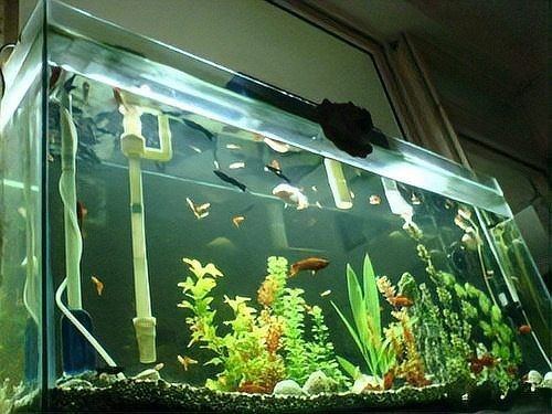 舊魚缸送人有什么忌諱，舊魚缸送人必知