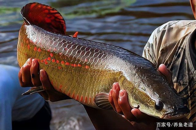 海象和巨骨舌魚的區別，深度解析，海象與巨骨舌魚在形態習性及生存 海象和巨骨舌魚的區別，深度解析，海象與巨骨舌魚在形態習性及生存 龍魚論壇 第12張