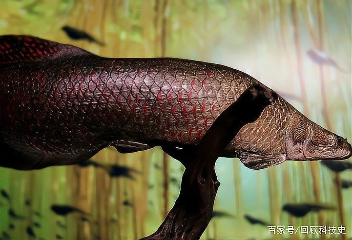 海象和巨骨舌魚的區別，深度解析，海象與巨骨舌魚在形態習性及生存 海象和巨骨舌魚的區別，深度解析，海象與巨骨舌魚在形態習性及生存 龍魚論壇 第9張
