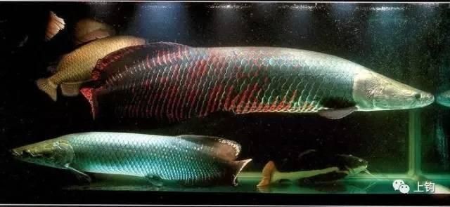 海象和巨骨舌魚的區別，深度解析，海象與巨骨舌魚在形態習性及生存 海象和巨骨舌魚的區別，深度解析，海象與巨骨舌魚在形態習性及生存 龍魚論壇 第3張