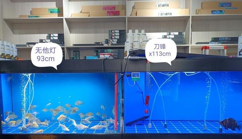 吉印水族最厲害三個字，吉印水族，三字定乾坤，硬核實力