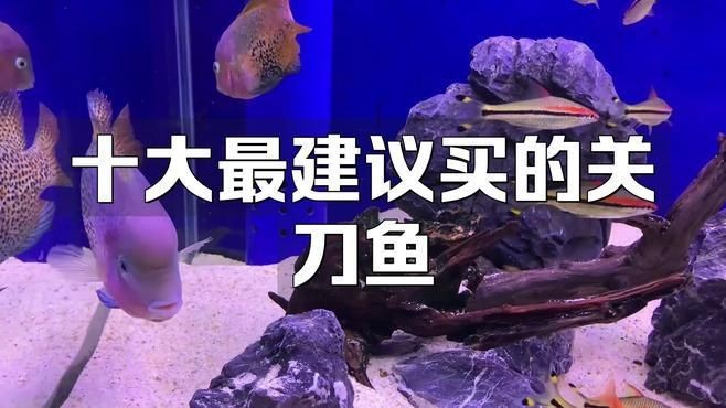 關(guān)刀魚最建議買的品種，關(guān)刀魚熱門品種選購指南，新手必看高顏值 關(guān)刀魚最建議買的品種，關(guān)刀魚熱門品種選購指南，新手必看高顏值 全國水族館企業(yè)名錄 第4張
