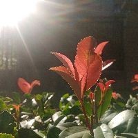 關于龍的吉祥語，祥龍納吉·傳世吉祥語薈萃 關于龍的吉祥語，祥龍納吉·傳世吉祥語薈萃 全國水族館企業名錄 第5張