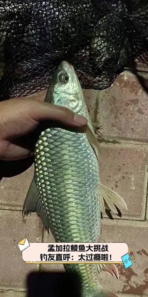 廣西孟加拉魚圖片，廣西孟加拉魚高清實拍圖片及詳細