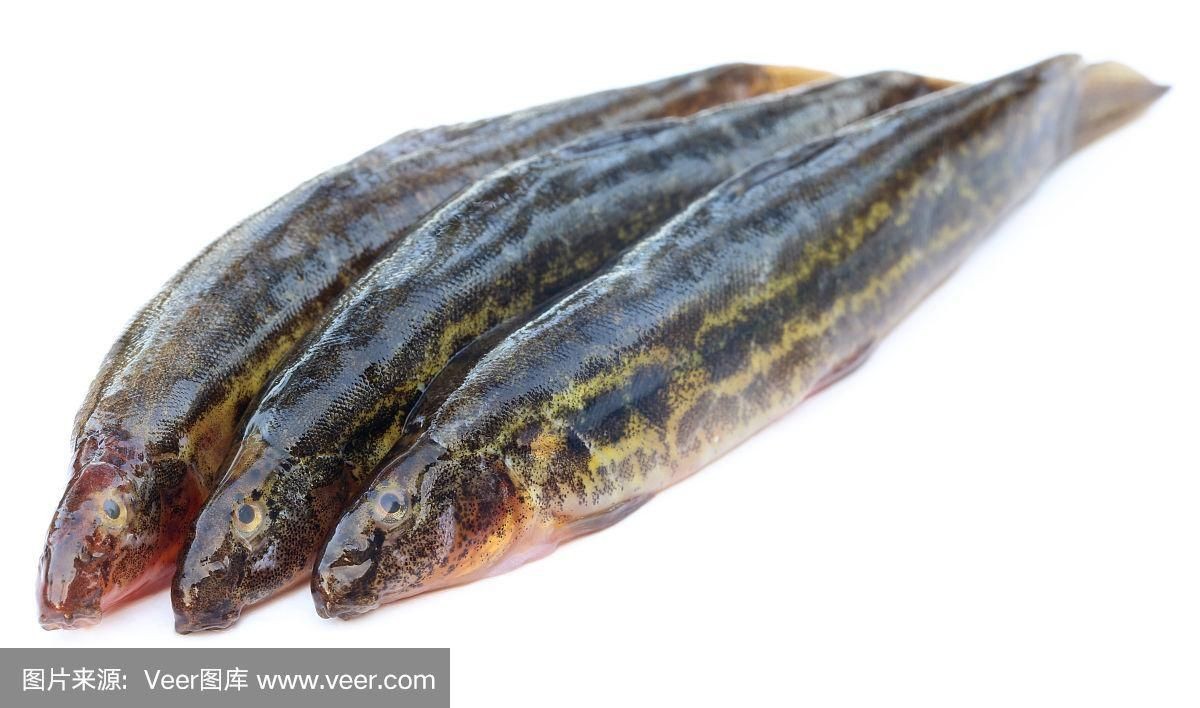 廣西孟加拉魚圖片，廣西孟加拉魚高清實拍圖片及詳細
