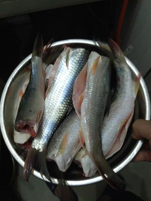 廣西孟加拉魚圖片，廣西孟加拉魚高清實拍圖片及詳細
