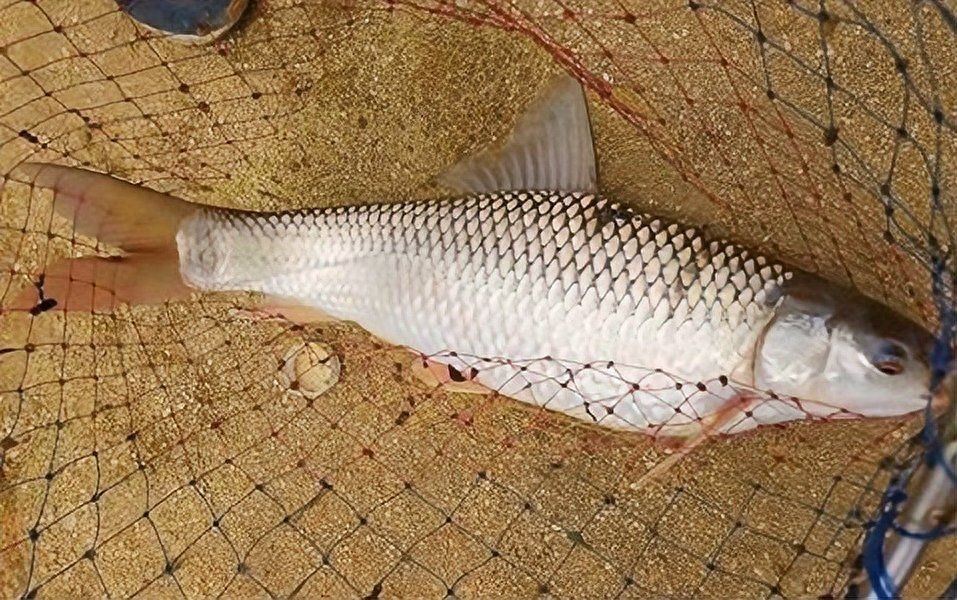 廣西孟加拉魚圖片，廣西孟加拉魚高清實拍圖片及詳細