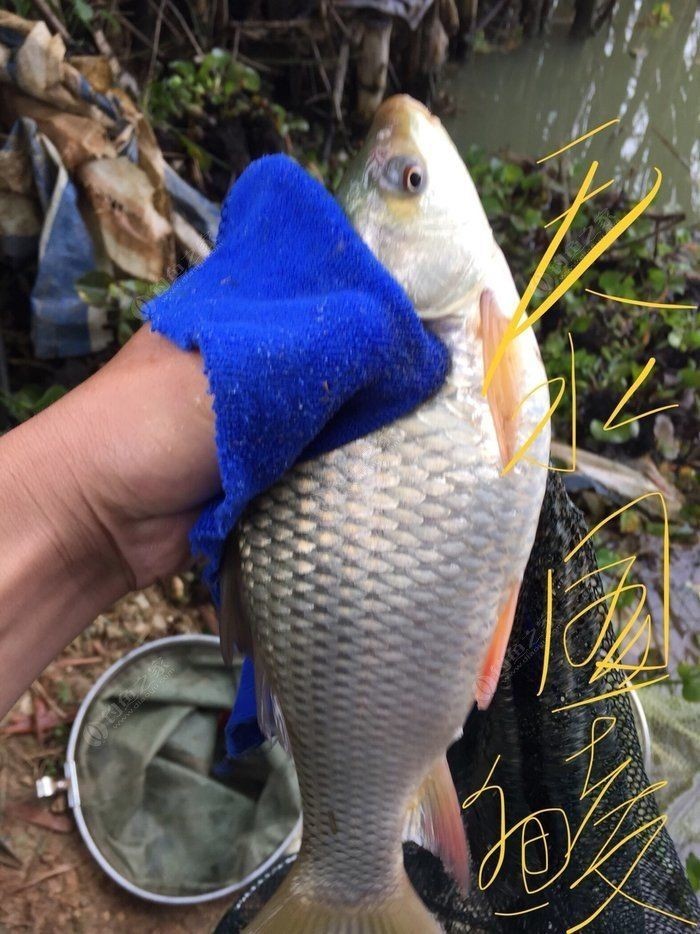 廣西孟加拉魚圖片，廣西孟加拉魚高清實拍圖片及詳細