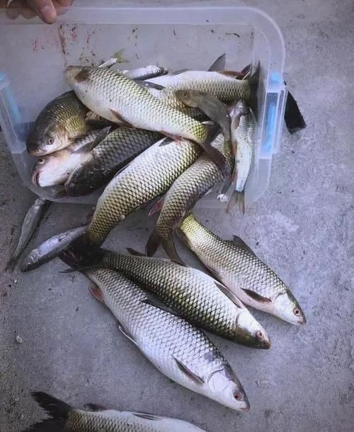 廣西孟加拉魚圖片，廣西孟加拉魚高清實拍圖片及詳細